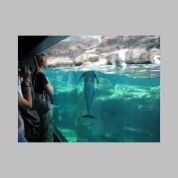 14 delfin, ktory zgubil glowe.html